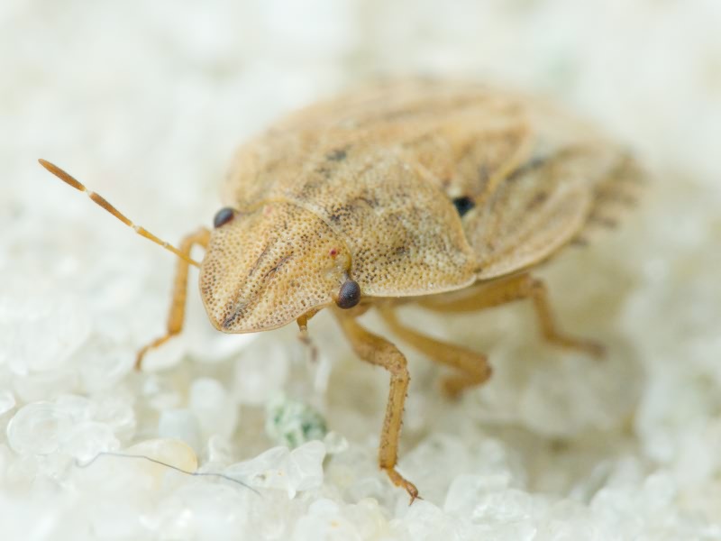 Sciocoris sulcatus Fieber, 1851